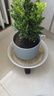 陶瓷花盆绿植盆栽亚光北欧风简约花盆大号桌面绿植盆送塑料托盘 蓝色 特大号（20*20*16） 实拍图