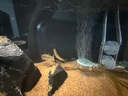 萌嘟星宠 鱼缸底砂水族箱底沙子细沙黄花色龟缸多肉装饰0.5-1mm 太行黄沙 实拍图