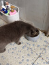HELLOJOY不锈钢宠物食盆狗碗猫狗碗食盆水粮两用宠物碗喂食器 灰色 实拍图