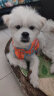 皇家狗粮 成犬狗粮 犬粮 通用犬型 CC 通用粮 ≥12月 3KG 实拍图