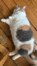 网易严选宠物主食罐成猫幼猫全猫罐头 高肉含量0谷物猫罐头鱼肉罐85g*6罐 实拍图