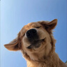 伯纳天纯狗粮生鲜鸭肉&梨0谷物冻干成犬幼犬通用犬粮拉布拉多12kg/24斤 实拍图