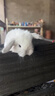 暮秋小主血统宠物兔垂耳兔活体大型安哥拉长毛迷你侏儒猫猫兔活物已做疫苗 单血统霜白垂耳兔（公母备注） 实拍图