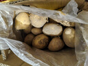 甘肃定西土豆马铃薯2025年新挖粉糯沙面高山洋芋黄心黄皮定西特产 净重5斤小果 单颗2两左右 实拍图