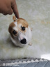 疯狂小狗中大型犬狗粮成幼犬彩虹魔方鸭肉&三文鱼犬粮100g 实拍图