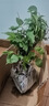 红梅盆景老桩盆栽原生梅花植物盆栽室内绿植耐寒浓香型乌梅不含盆 红梅5年盆景（今年冬天开花） 实拍图