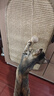 加仕高剑麻猫抓板贴墙立式耐磨不掉屑防猫抓垫沙发保护贴猫咪磨爪蹭痒器 实拍图