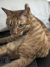 海乐妙猫咪体内驱虫药2-8kg（三片装）成猫打虫药防治寄生虫猫用 实拍图