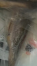 1号会员店（One's Member）零添加保水剂白蕉三去海鲈鱼 1000g（500g*2） 海鱼 海鲜水产 实拍图