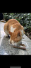 网易天成宠物猫罐头猫湿粮宠物零食浓汤白肉罐头 鸡丝虾仁口味85克*24罐 实拍图