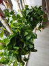 双盟绿萝盆栽除甲醛花卉绿植办公室新房净化空气160红2盆源头直发 实拍图
