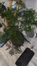 开时果 文竹盆栽桌面摆件盆景 办公室植物竹子水培绿植盆景源头直发包邮 【热销款】舍得紫砂盆+苔藓+底座 实拍图