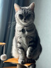 冠能猫粮成猫猫粮鸡肉味3.5kg 全价猫粮 稳固免疫 适口性强 实拍图