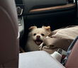 耐吉斯鲜肉Pro夹心狗粮冻干成犬幼犬益生菌鸭肉梨泪痕管理 鲜肉升级6kg（1.5kg*4包） 实拍图