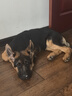 红狗 犬多维片200片 狗狗维生素狗狗宠物维生素狗维生素b狗多维营养片 实拍图
