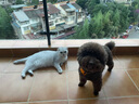 来旺兄弟宠物吹风机吹梳一体机 泰迪比熊小型犬拉毛造型家庭美容神器 实拍图