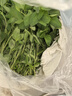 荆芥菜新鲜河南大叶荆芥叶菜调味凉拌菜茎芥鲜嫩现挖现发带根 新鲜现挖荆芥   【1斤】 实拍图