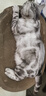 【京东物流】猫抓板磨爪猫窝一体耐磨不掉屑超大号猫玩具猫咪用品 椭圆大号+猫薄荷 实拍图