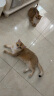 INSTINCT百利猫粮无谷鸡高蛋白鸡生鲜鸡冻干猫粮三文鱼幼猫猫粮成猫全阶段 经典无谷 鸡肉全猫粮 11磅/5kg 实拍图