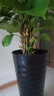 憶芗螺纹型花盆加大黑色盆景果树大型植物落地高筒加厚仿陶瓷塑料花盆 螺纹盆黑色特大号 1个 实拍图