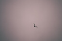 腾龙（Tamron）A047Z 70-300mm F/4.5-6.3 Di III RXD远摄长焦变焦 体育动物 尼康全画幅微单镜头(尼康Z卡口) 实拍图
