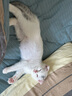 麦富迪 猫条 猫零食成幼猫通用猫咪零食营养猫湿粮 【功能款】鲜鸡肉益生元14g*30 实拍图