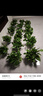 双盟绿萝盆栽除甲醛花卉绿植办公室新房净化空气180加仑4盆装源头直发 实拍图