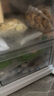 上鲜 无抗鸡全腿 净重2.4斤（600g*2袋）鸡大腿烤鸡腿炸鸡腿清真食品 实拍图