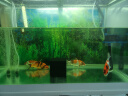 憨憨乐园 鱼缸过滤材料净水魔方大号水族滤材细菌球过滤器材 实拍图