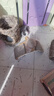 派乐特 兔子木粒小宠物兔笼垫料吸水龙猫荷兰猪仓鼠砂吸尿木屑用品2.5kg 实拍图