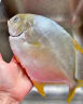 翔泰海南深海金鲳鱼700g 2条 烧烤 火锅 生鲜鱼类 BAP认证 海鲜水产 实拍图