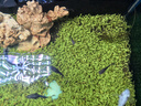 派乐特 水草泥2.7L水族箱装饰懒人造景水草种子套装鱼缸造景底砂5斤 粗 实拍图
