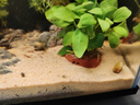 云峰海瑞黑壳虾清洁虾观赏虾 鱼缸水族箱水草缸清洁除藻淡水 【漂亮清洁虾】全家福套餐2 实拍图