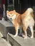BOTH烘焙狗粮6.8kg*2包 双口味 全期通用 成幼犬粮27.2斤 实拍图