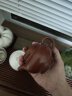 百年利永 宜兴紫砂壶纯全手工原矿朱泥掇只壶功夫茶具泡茶壶家用210ml 实拍图