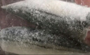 禧美海产 冷冻挪威青花鱼片净重2斤 独立包装3-4袋 去脏日料烤鱼 海鲜 实拍图
