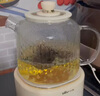 小熊（Bear）全玻璃壶体养生壶恒温壶 办公室多功能煮茶壶花茶壶 0金属养生杯 24h预约24h保温 1L YSH-P10Q7 实拍图
