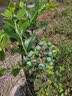 花行榜蓝莓果树苗盆栽庭院地栽南北方种植耐寒 绿宝石40-50cm高源头直发 实拍图