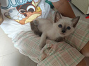 格吾安格系列猫主食罐全价鲜肉猫湿粮慕斯鸡牛肉混合口味1盒（85g*6罐） 实拍图