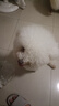 雷米高（RAMICAL）狗粮成犬泰迪金毛拉布拉多通用犬粮牛肉蔬菜味狗粮10kg 20斤 实拍图