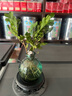 佰花锦水培植物室内花卉绿植盆栽办公室四季常青好养活桌面盆景懒人首选 水培小玻璃瓶+九里香+圆形底座 整体高度约10-20cm/不同植物高度不同 实拍图