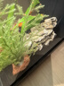 疯狂水草（FKSC）鱼缸造景松皮石自然摆件假山生态装饰石头 松皮石3斤【形状、数量随机发】 实拍图