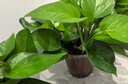 双盟绿萝盆栽除甲醛花卉绿植办公室新房净化空气180加仑4盆装源头直发 实拍图