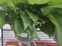 双盟绿萝盆栽除甲醛花卉绿植办公室新房净化空气180加仑4盆装源头直发 实拍图