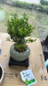 开时果 小叶赤楠盆景摆件 办公室桌面绿植花卉好养盆栽植物源头直发包邮 【推荐款】哥窑浅绿盆+苔藓+底座 实拍图