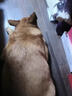 皇家皇家狗粮 成犬狗粮 犬粮 通用犬型 CC 通用粮 ≥12月 8KG 实拍图