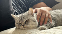 京东京造全价生骨肉双拼猫粮10kg四珍乌鸡口味成猫幼猫鲜肉猫粮 实拍图