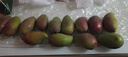 正宗攀枝花凯特芒大青皮芒果 （全国仓发货） 净重4.5斤单果150g+ 实拍图