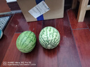 现摘现发2k西瓜当季手剥薄皮小糖丸西瓜新鲜水果冰糖子小西瓜 2-3斤（精品果） 实拍图