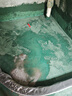 立邦防水涂料堵漏王防水胶卫生间厨房阳台防水浆料快涂宝五合一 18KG 实拍图